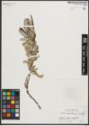 Foto von Salix psilostigma Andersson
